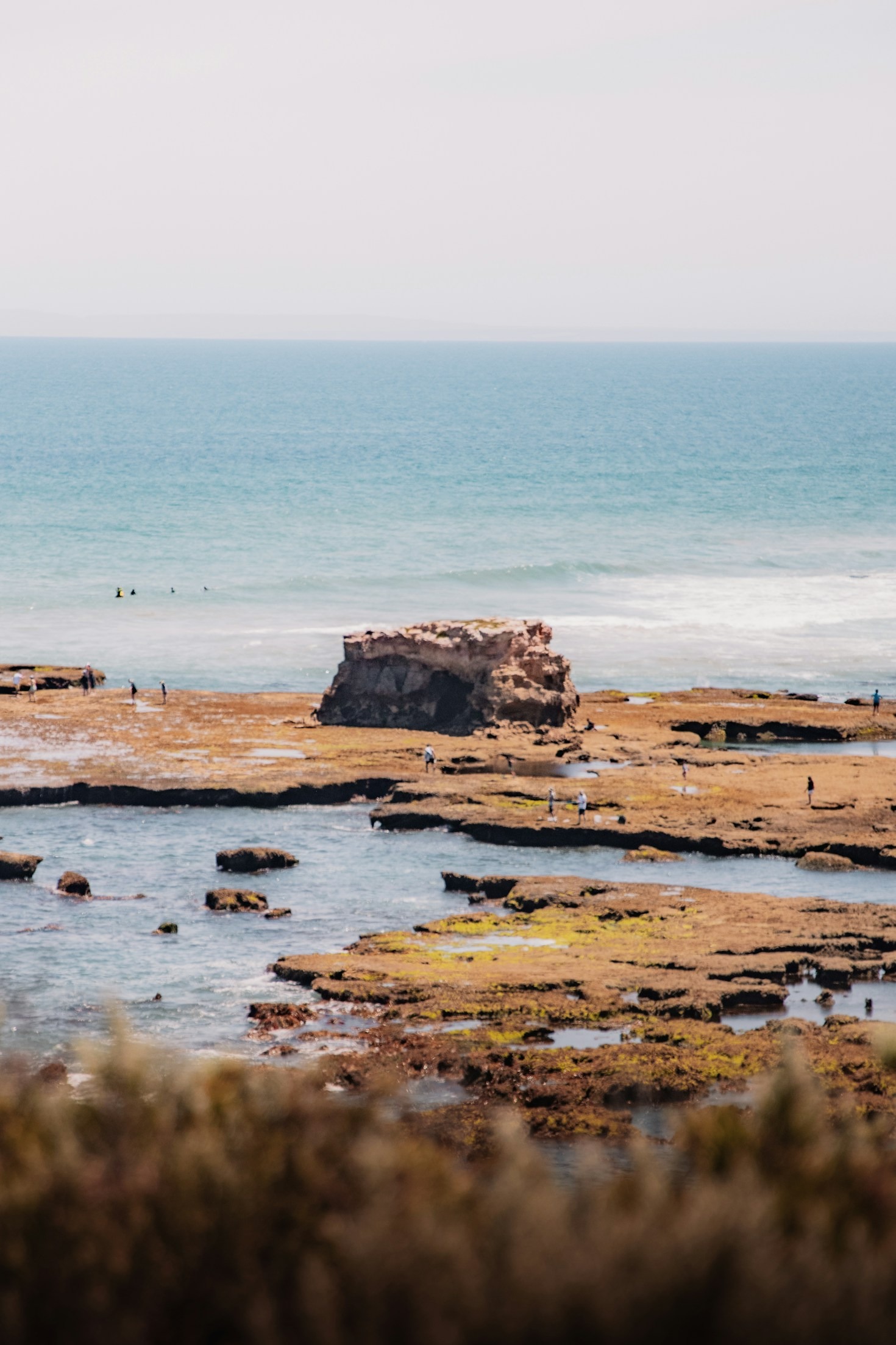 How Tidal Cycles Shape Coastal Marine Ecosystems